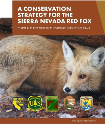 Sierra Nevada Red Fox Ecology